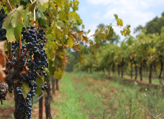 Hunter Valley Wineries Winery in the Hunter Valley