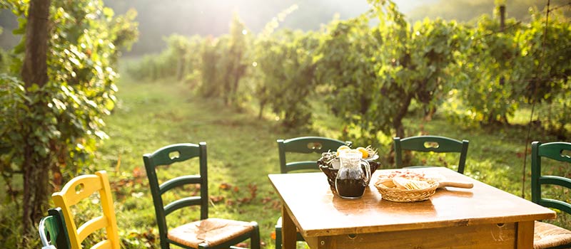 Vineyard in Italy