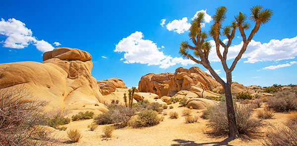 Joshua Tree National Park