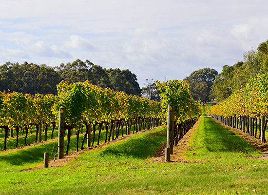 Discover the South West Wine Trail