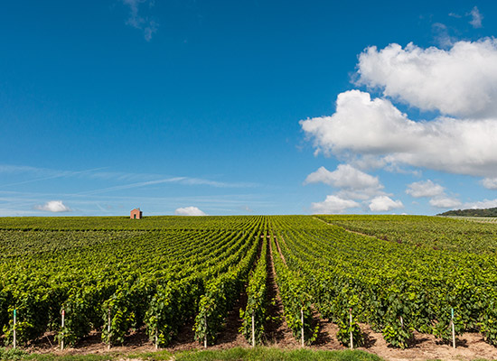 Drive through the Champagne Region Drive through the Champagne Region