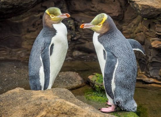 Yellow eyed penguin New Zealand