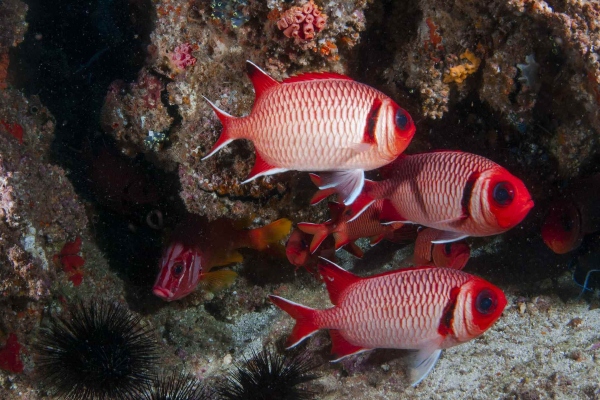 Fish in South Africa South African Fish