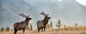 Canadian Rockies Wildlife